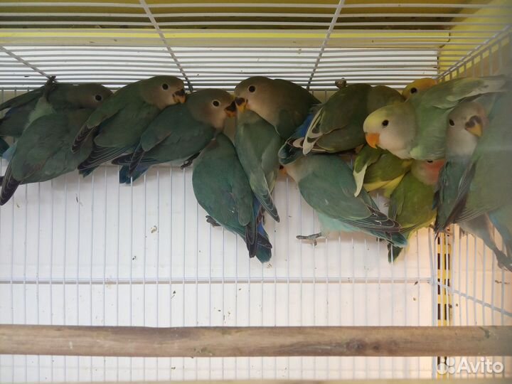 Неразлучники птенцы