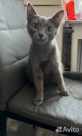Отдам кошку в добрые руки