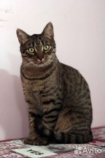 Ласковый парень