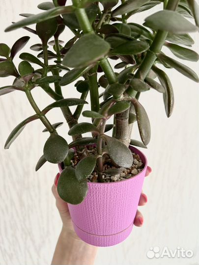 Денежное дерево