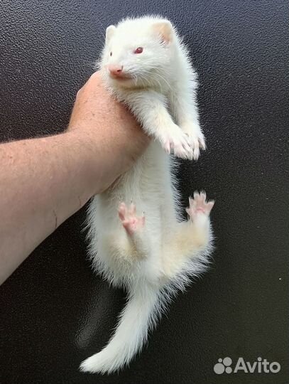 Щенки хорька, стандартики и экзоты