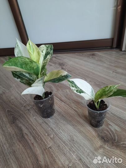 Аглаонема Siam Jade