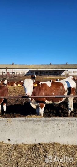 Нетели,Телки.Симентал