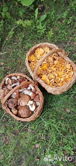 Свежие грибы и ягоды