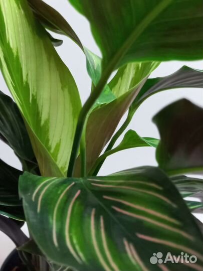 Калатея пинстрайп