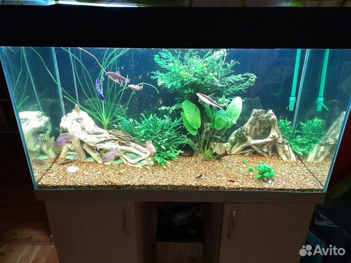 Растения,рыбы,аквариумы