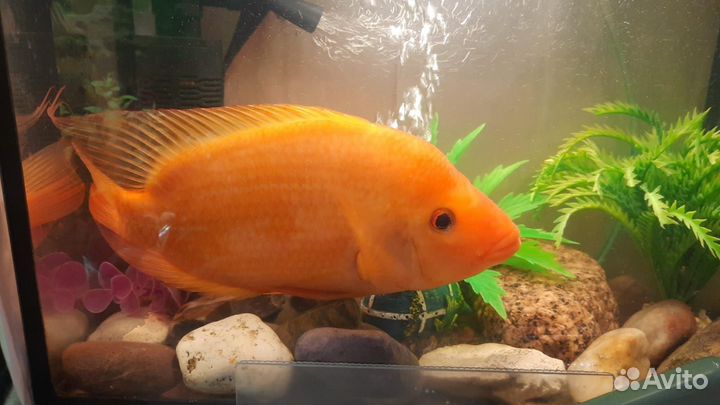 Аквариумная цихлида