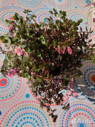 Каллизия Бьянка