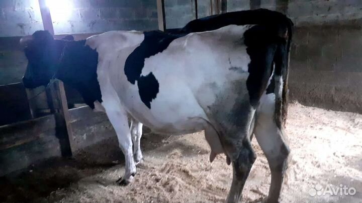 Корова, молочная