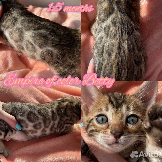 Бенгальская леопардовая кошка