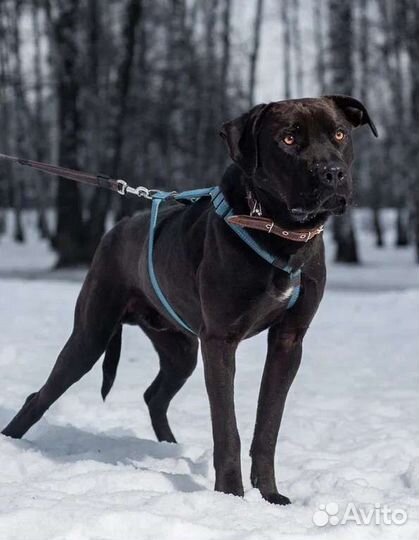 Персей ищет дом