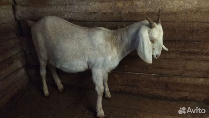 Нубийские козы