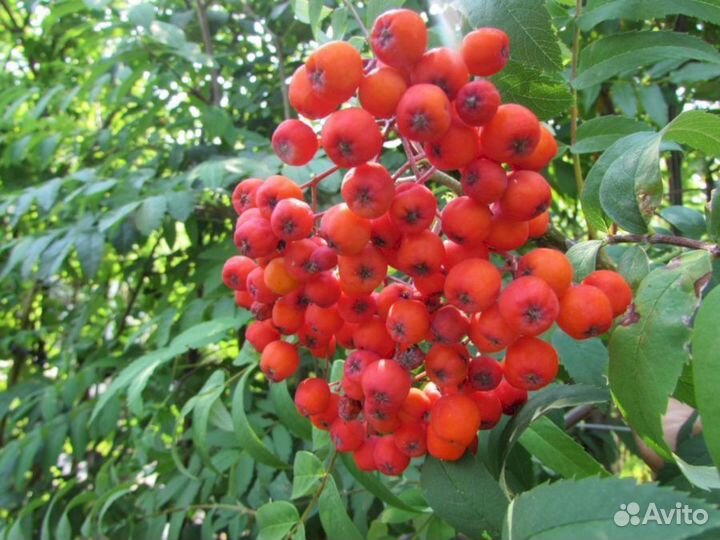 Саженцы рябины Эдулис