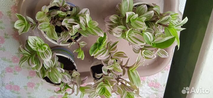 Традесканция