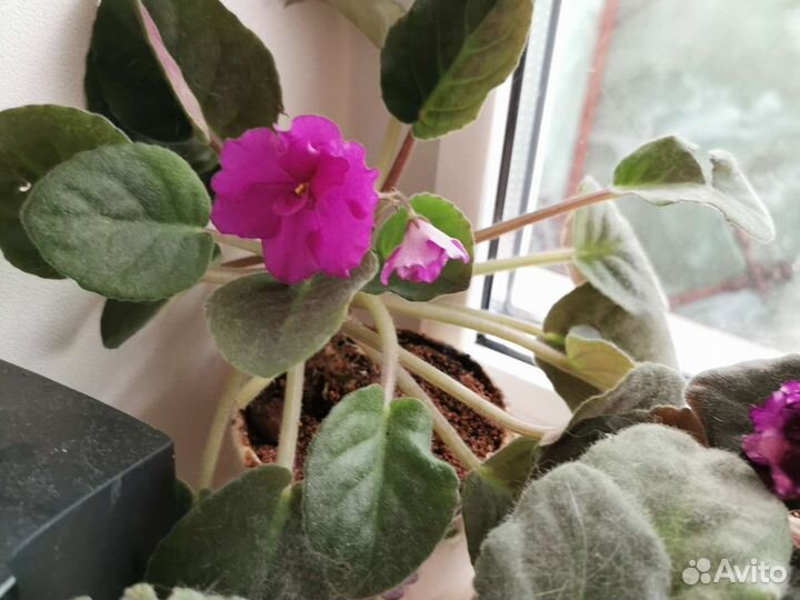 Фиалка в горшках, сенполия