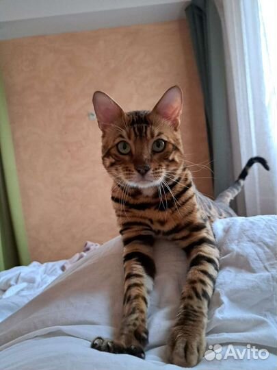 Бенгальский кот вязка