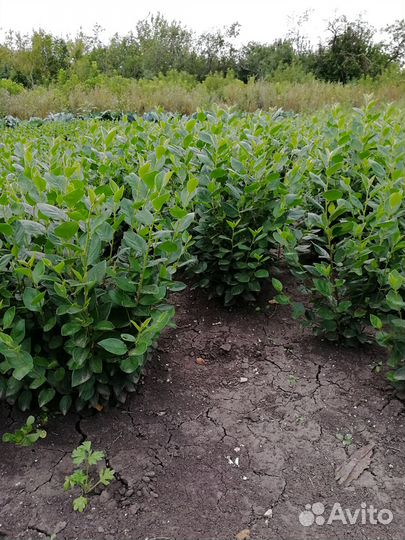 Кизильник Блестящий из Россоши