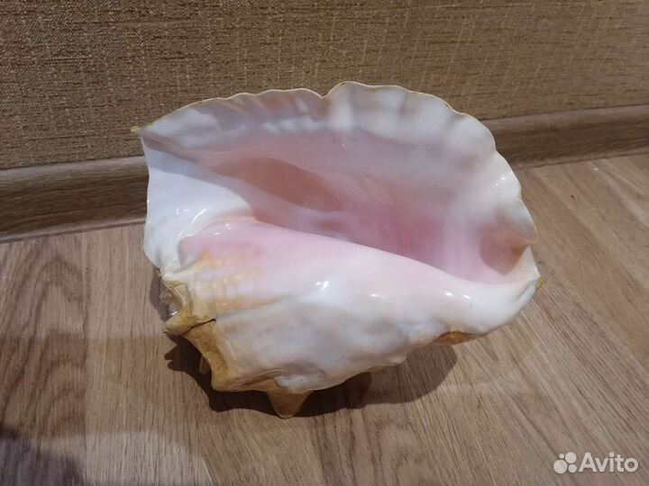 Морские обитатели