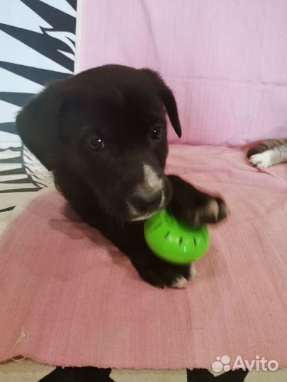 Длинноногий мальчишка