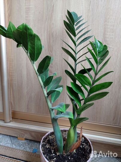 Замиокулькас и другие комнатные растения