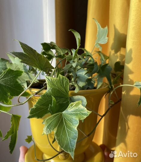 Плющ хедера