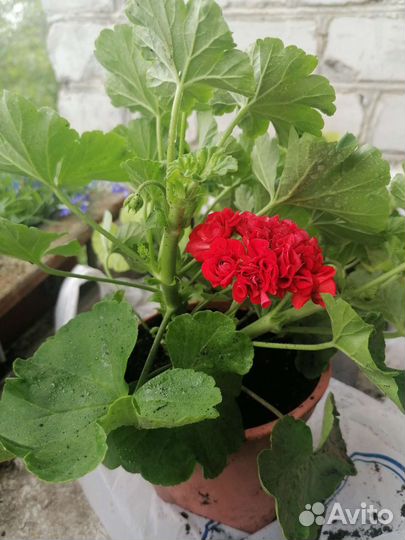 Пеларгония герань сортовая