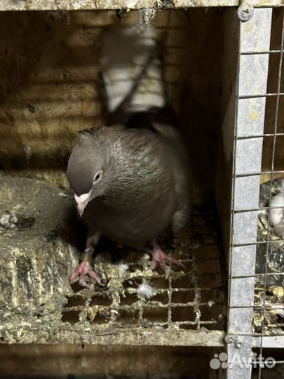 Голуби Армянскые, бакинскый, такла, иранци