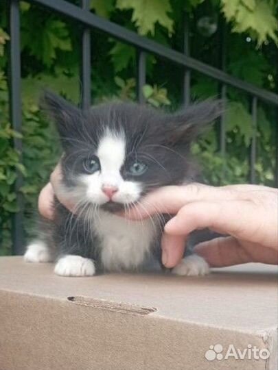 Котенок