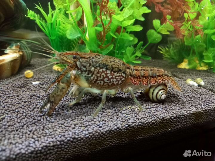 Мраморный рак