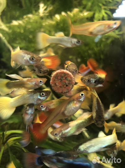 Аквариумная рыба