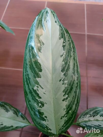 Аглонема Сильвер Бей