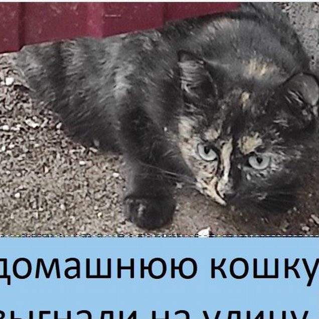 Взрослая, кошка в добрые руки