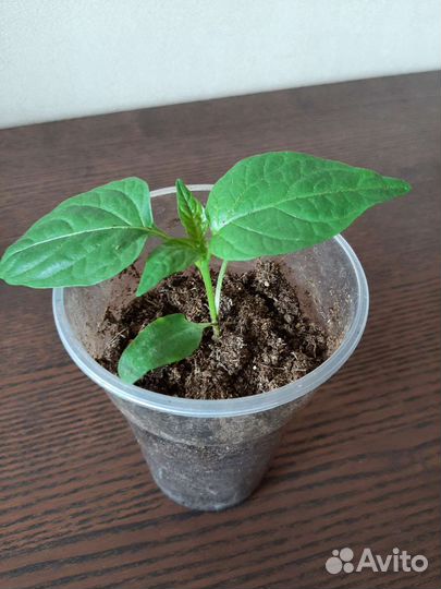 Рассада овощей и цветов