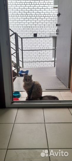 Кошки в добрые руки