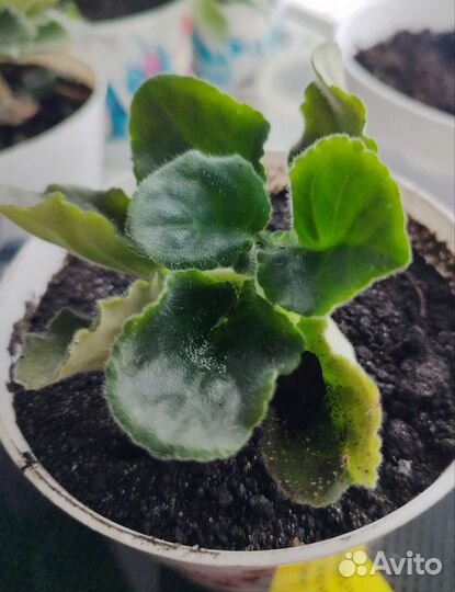 Фиалка розовая