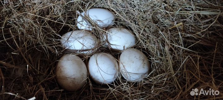 Инкубационное яйцо гусей Линда