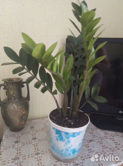 Доллоровое дерево, денежное дерево, каланхое