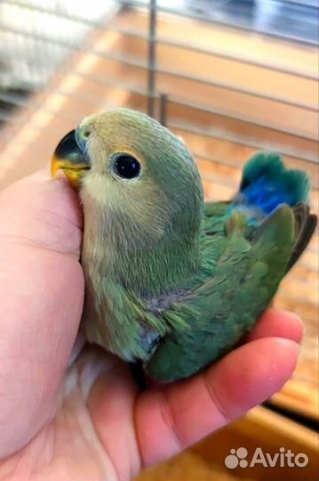 Попугай розовощекий неразлучник слайта синий