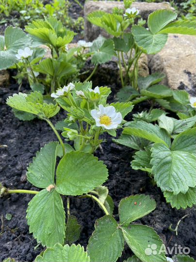 Клубника Альбион