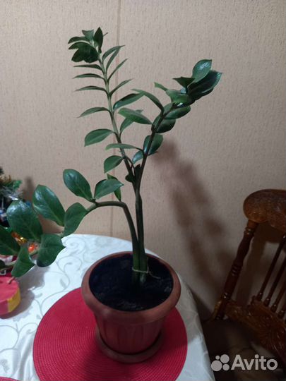 Замиокулькас