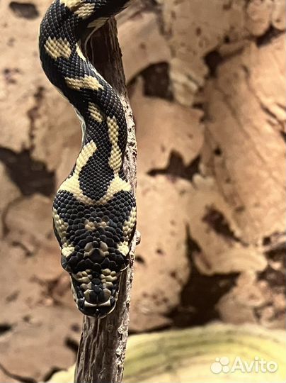 Змея ковровая