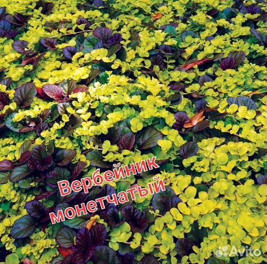 Флокс шиловидный, вербейник, почвопокровники