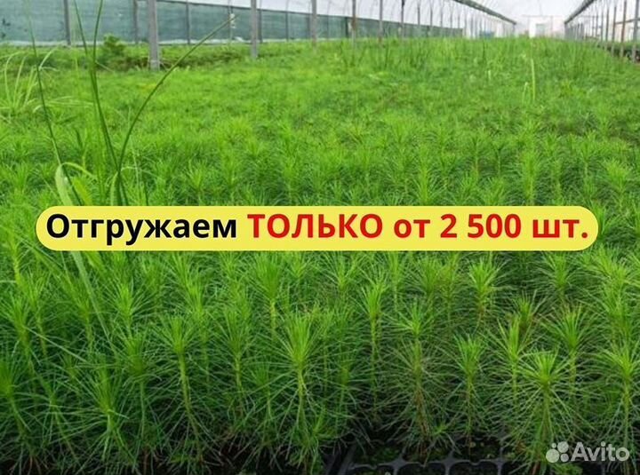 Сеянцы ели зкс от производителя