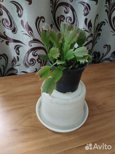 Декабрист шлюмбергера