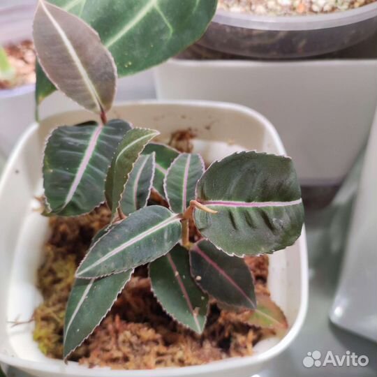 Лабизия пумила