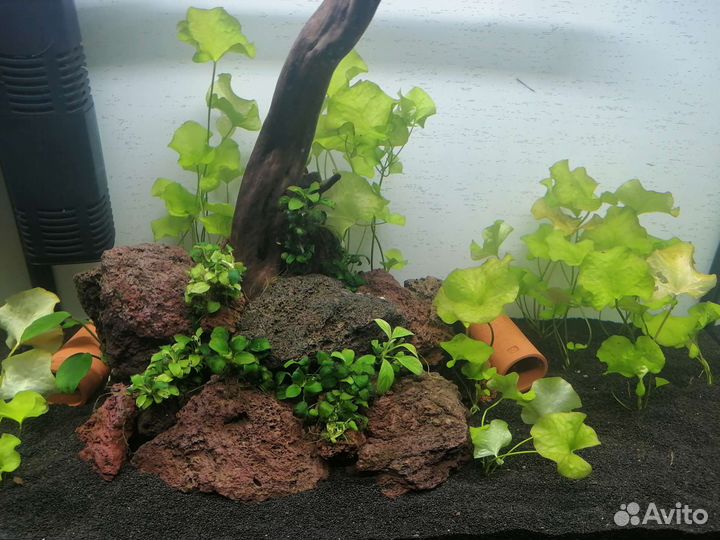 Аквариумные растения