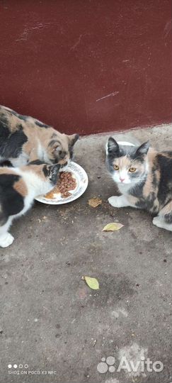 Кошечка ищет семью