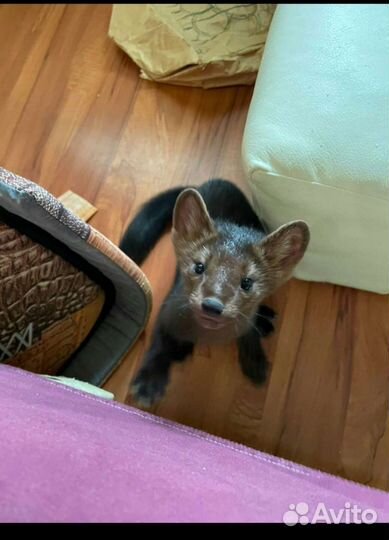 Домашние хорьки.норки.соболь