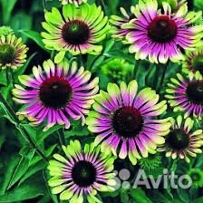 Эхинацея многолетняя