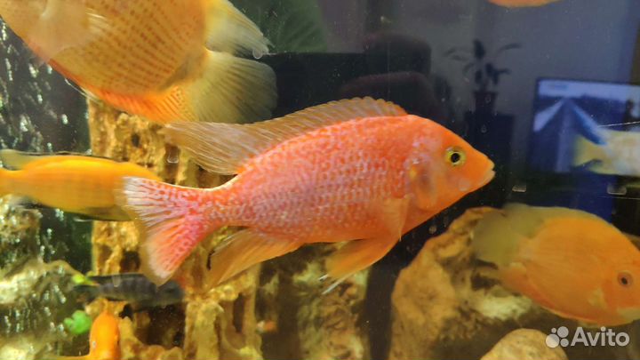 Рыбки Цихлиды